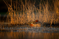 Cinnamon Teals at sunset