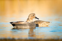 Gadwalls