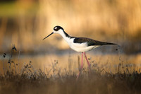 Black-Necked Stilt