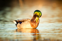 Mallard (male)