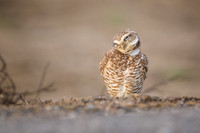 Burrowing Owl female preens