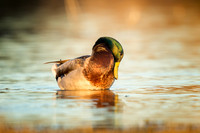 Mallard (male
