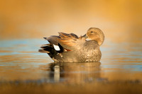 Gadwall (male)