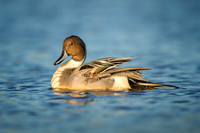 Northern Pintail (male)