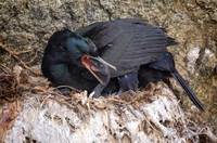 Pelagic Cormorant feeds baby