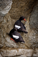 Pigeon Guillemots