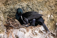 Pelagic Cormorant and kids