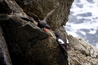 Pigeon Guillemot baby begs for food