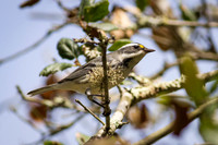 Black-Chinned Gray Warbler