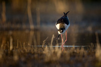 Black-Necked Stilt