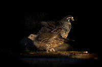 California Quail post dust bath