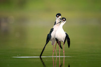 Black-Necked Stilts post mating