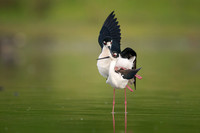 Black-Necked Stilts mating