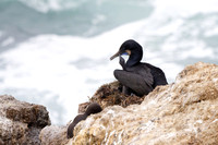 Brandt's Cormorant with baby