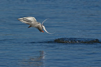 Forster's Tern