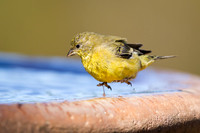 Lesser Goldfinch