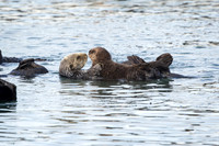 Southern Sea Otter with baby