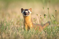 Long-Tailed Weasel