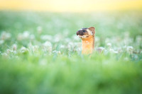 Long-Tailed Weasel
