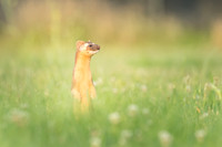 Long-Tailed Weasel in clover
