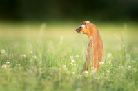 Long-Tailed Weasel