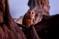 Barn Owl