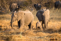 Elephants visit a waterhole at sunset