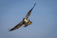 Osprey