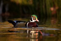 Wood Duck (male)