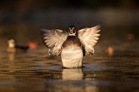Wood Duck (male)