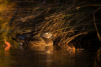 Wood Duck (female)