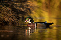 Wood Duck (male)