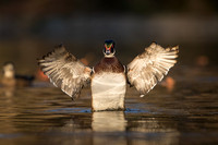 Wood Duck (male)