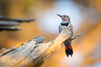 Flicker at sunset