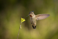 Anna's Hummingbird