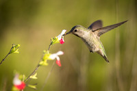 Anna's Hummingbird