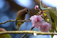 Cedar Waxwing