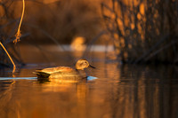 Gadwall Drake sundown on the pond