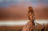 Red-Shouldered Hawk at sunset