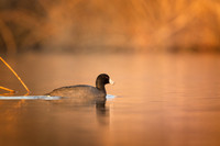 Coot at sunset