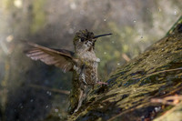 Anna's Hummingbird