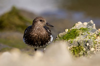 Black Turnstone