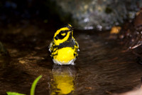 Townsend's Warbler