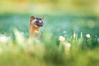 Long-Tailed Weasel