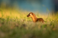 Long-Tailed Weasel
