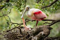 Roseate Spoonbills
