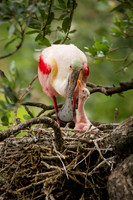 Roseate Spoonbills