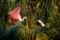 Roseate Spoonbill altercation with Little Blue Heron