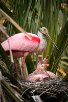 Roseate Spoonbills