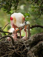 Roseate Spoonbills